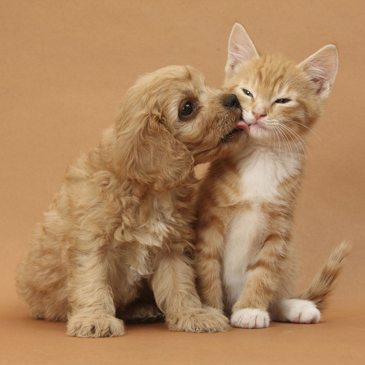 Pet Essentials