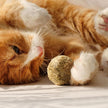 Catnip Cat Wall Stick